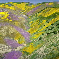 Aqua Allegoria Forte Florabloom  125ml-218558 Aqua Allegoria Forte Florabloom  125ml-218558 7